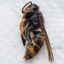 asian hornet