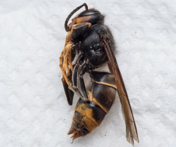 Coopération entre le Ministère de l’environnement de Jersey et la DRAAF de Normandie